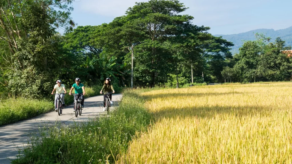 Guests on a private guided bicycle ride past golden rice fields near Chiang Mai, Thailand