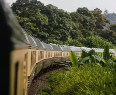 A beautiful shot of a classic luxury train passing through a dense forest. A perfect representation of a high-end, slow-travel experience for a memorable vacation.