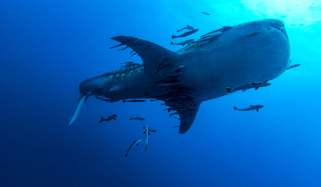 whale shark in Sumbawa _ Indonesia tour