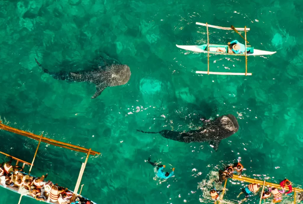 A breathtaking aerial view of tourists snorkeling and paddling in traditional wooden boats alongside majestic whale sharks in the clear turquoise waters of Oslob, Cebu, Philippines. The massive gentle giants glide gracefully beneath the surface as visitors admire them from above, creating a stunning scene of marine adventure and ecotourism.