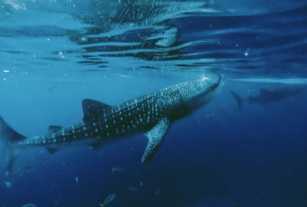 A majestic whale shark gliding gracefully through the clear blue ocean waters, showcasing its unique spotted pattern.