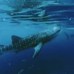 A majestic whale shark gliding gracefully through the clear blue ocean waters, showcasing its unique spotted pattern.