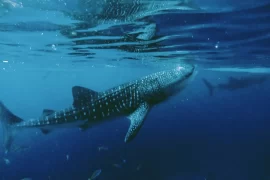 A majestic whale shark gliding gracefully through the clear blue ocean waters, showcasing its unique spotted pattern.