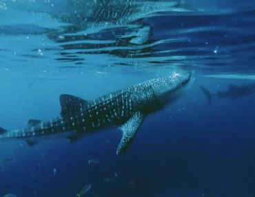 A majestic whale shark gliding gracefully through the clear blue ocean waters, showcasing its unique spotted pattern.