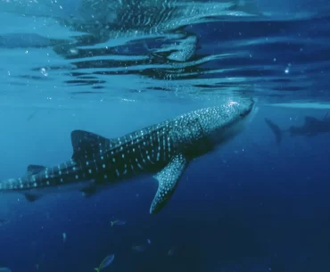 A majestic whale shark gliding gracefully through the clear blue ocean waters, showcasing its unique spotted pattern.