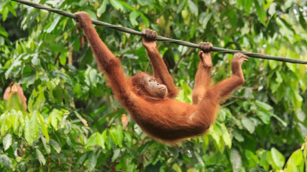 A young wild orangutan swinging through the rainforest canopy in Sabah, Borneo — seeing these critically endangered great apes in the wild is the defining wildlife encounter of any luxury Borneo itinerary