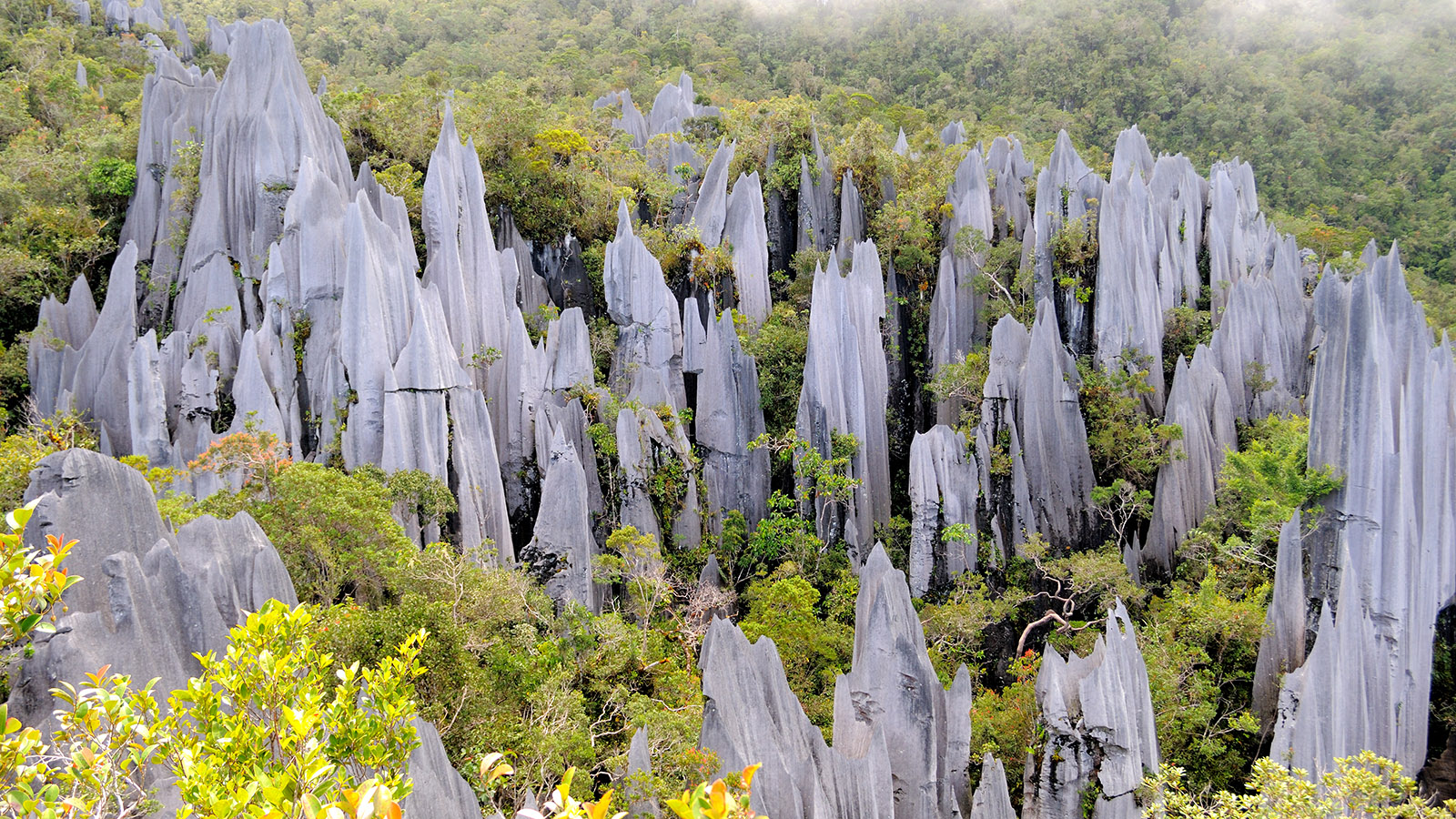 borneo tours - pinnacles - head hunter trail