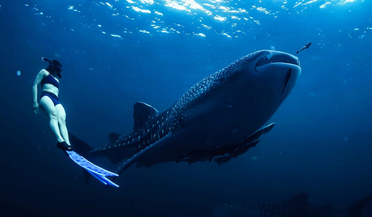 swimming-with-whale-shark-indonesia-tour