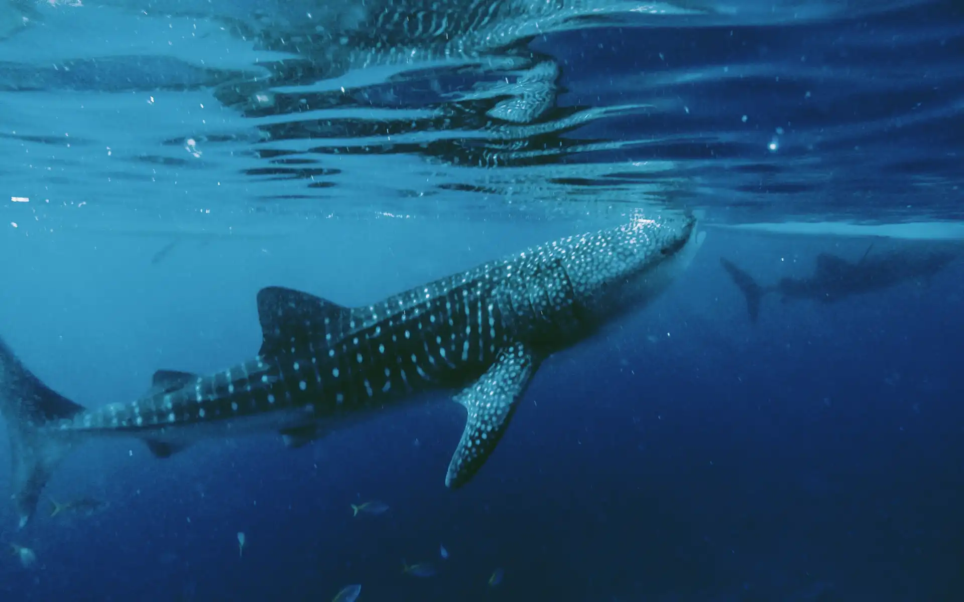 A large whale shark swimming underwater in the clear blue sea of Oslob, Cebu.