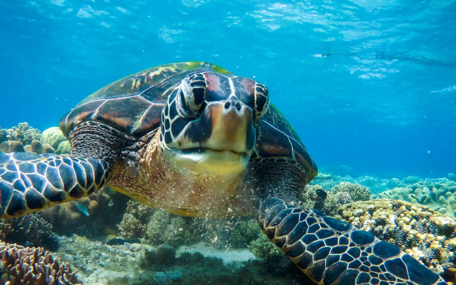 Green sea turtle swimming over coral reefs in Apo Island marine sanctuary near Dumaguete