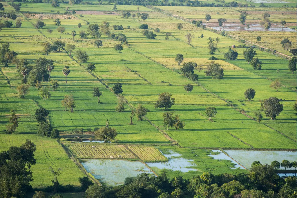 Panoramic view of Battambang's vibrant rice paddies and lush countryside, highlighting Cambodia's natural beauty for discerning travelers and unique event backdrops.