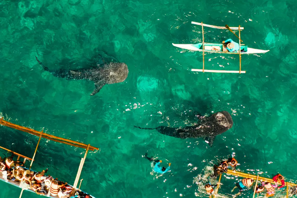 Aerial view of whale sharks swimming alongside people in translucent waters in Cebu, offering a unique luxury marine encounter for discerning travelers and incentive groups.