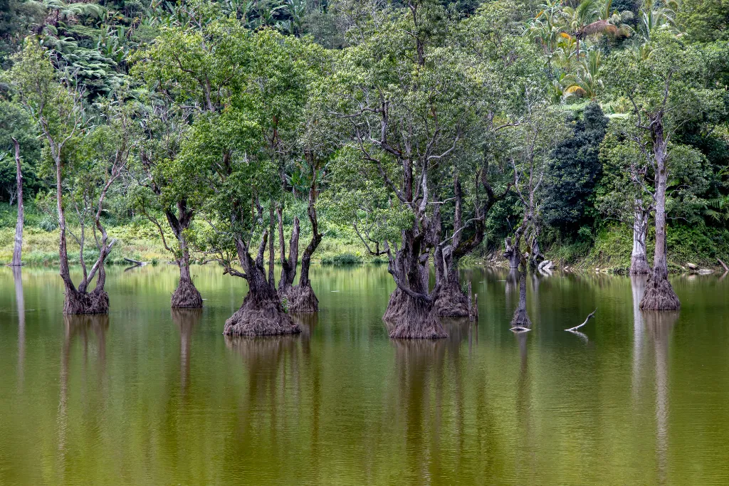 Serene view of submerged trees in a tranquil lake near Dumaguete, highlighting the unique eco-tourism experiences available. A peaceful retreat for luxury travelers and a distinctive setting for small group incentives or team-building activities.