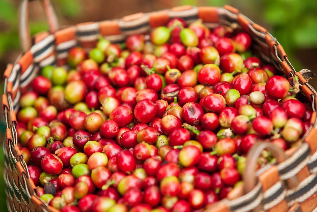 Freshly harvested premium coffee beans in Pakse, Laos, representing unique cultural experiences and local sourcing for luxury incentive travel programs and DMC services.