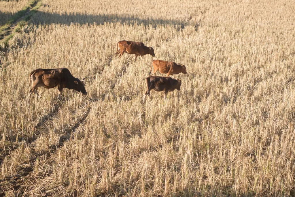 Four cows grazing in golden fields in rural Phonsavan, Laos, symbolizing the serene and authentic charm for discerning travelers.