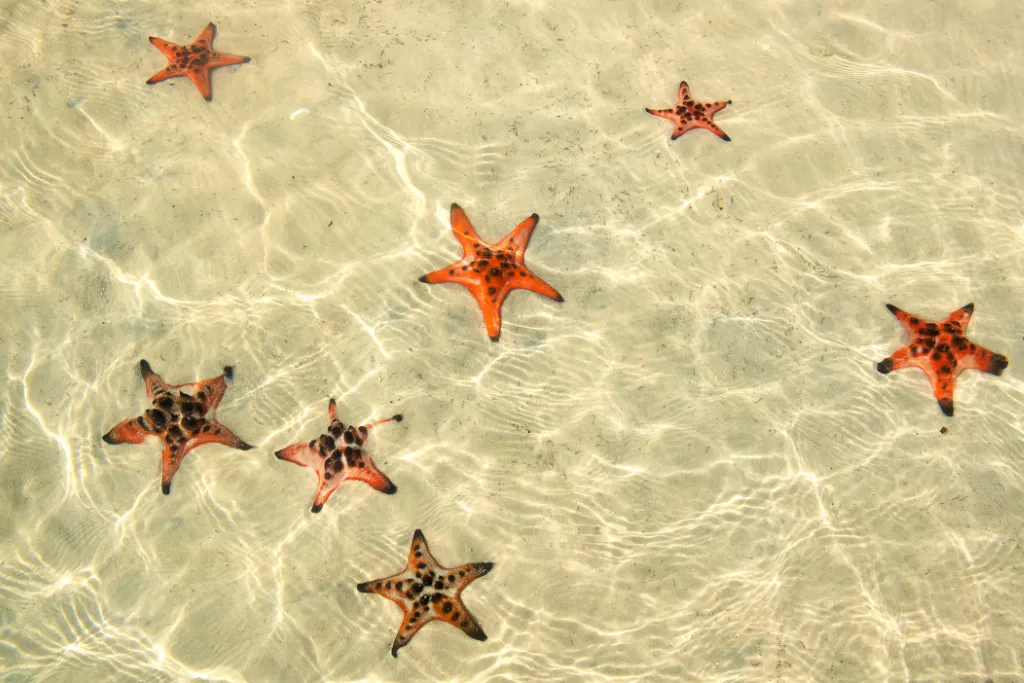 Vibrant orange starfish visible in the crystal-clear shallow waters of Phu Quoc, highlighting the pristine natural beauty for luxury beach vacations and unique group incentives.