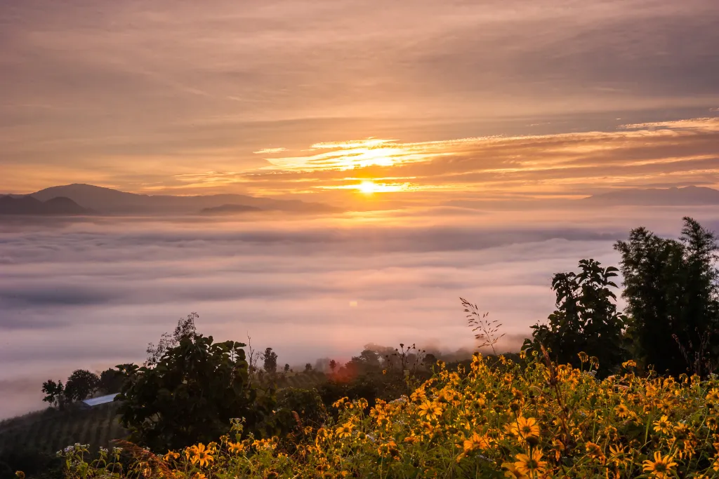 A breathtaking sunrise over the "sea of mist" in Pai, Thailand, with mountains in the background and yellow flowers in the foreground. This stunning viewpoint is a highlight of any luxury travel itinerary.
