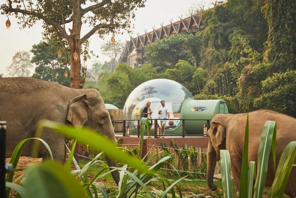 Anantara-Golden-Triangle-Elephant-Camp-Luxury-Travel-Resort A couple enjoys a unique stay in a luxurious "bubble" suite at the Anantara Golden Triangle Elephant Camp & Resort. The image showcases the stunning grounds of the luxury hotel, with two elephants calmly walking by. This unique luxury travel experience combines an ethical elephant camp with high-end accommodations.
