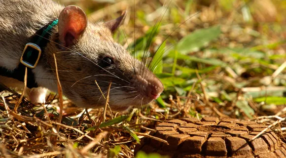 An Apopo HeroRAT, a mine-detecting rat, with its harness, training to find landmines in Cambodia. A symbol of humanitarian work and unique animal training.