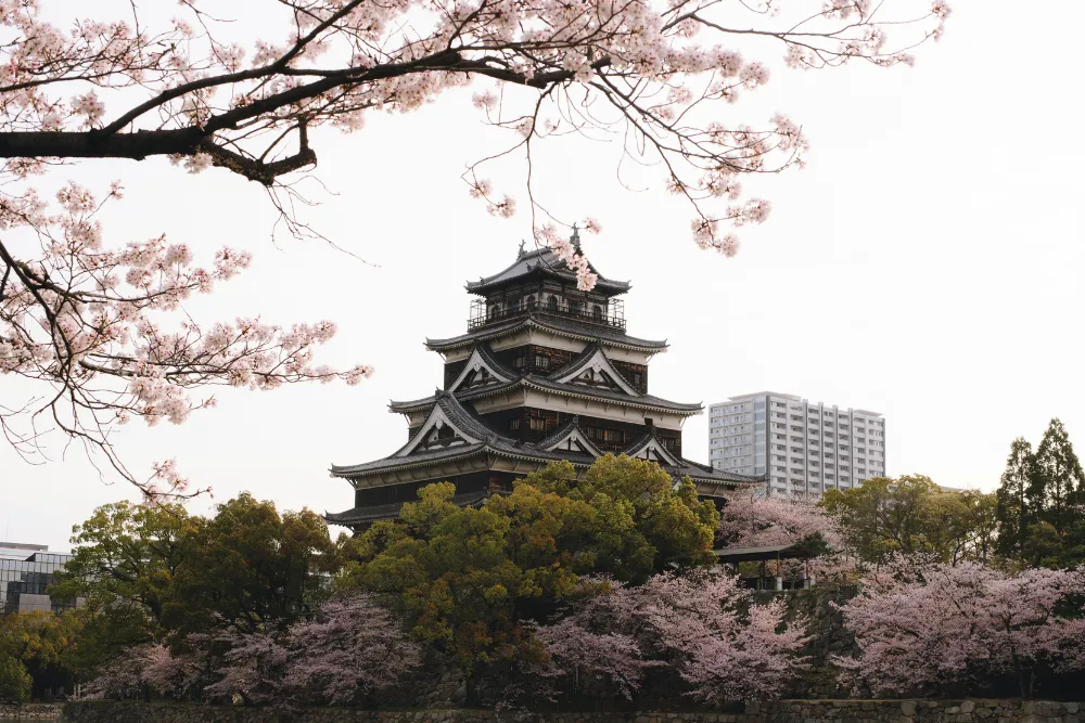 A stunning view of Hiroshima Castle (Carp Castle) framed by delicate cherry blossoms in full bloom. This historical landmark is a captivating stop on our luxury and MICE tours, showcasing the rich cultural heritage of Japan.
