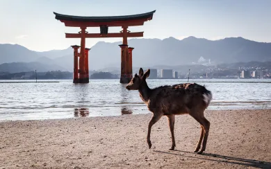 A gentle sika deer walking on the sandy beach of Miyajima Island, with the iconic "floating" torii gate of Itsukushima Shrine in the background. Our bespoke luxury and MICE tours highlight the island's famous landmarks and wildlife.