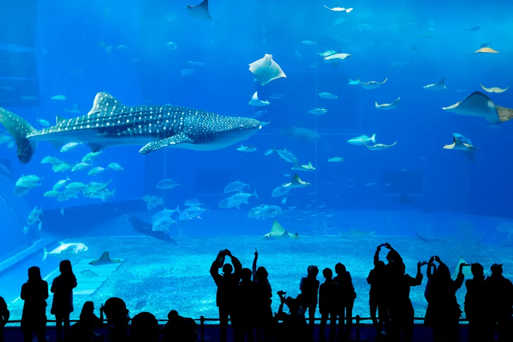 A breathtaking view inside the Okinawa Churaumi Aquarium, with a massive whale shark and manta rays swimming in the main tank. This incredible sight is a featured attraction in our luxury MICE and corporate travel itineraries in Okinawa.