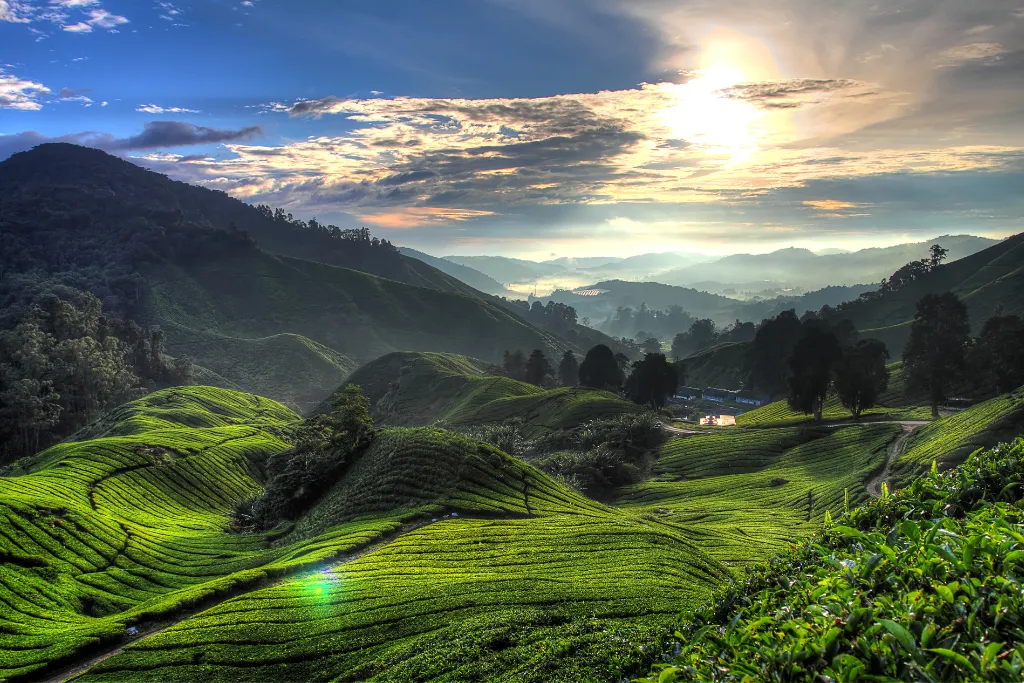 Sunrise over the lush, emerald green tea plantations of the Cameron Highlands, Malaysia. Feature image for luxury Malaysia tours, private travel experiences, and exclusive Malaysia holidays organized by our DMC.