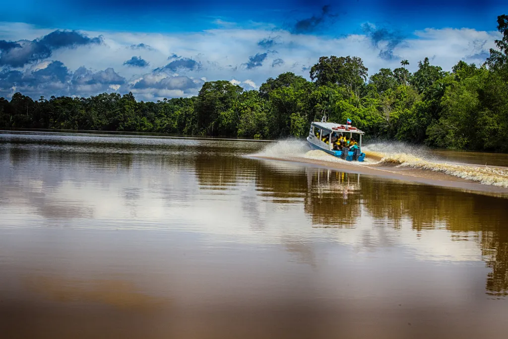 Speedboat river safari on the muddy Kinabatangan River, Borneo, Malaysia, surrounded by lush rainforest. Promote this unforgettable wildlife experience as part of luxury Malaysia tours and bespoke DMC holidays.