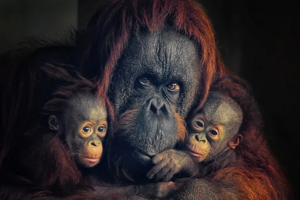 Captivating close-up of an Orangutan mother with her twin babies, highlighting Borneo, Malaysia wildlife tours and responsible travel experiences. Book exclusive eco-luxury Malaysia holidays with a specialist DMC.