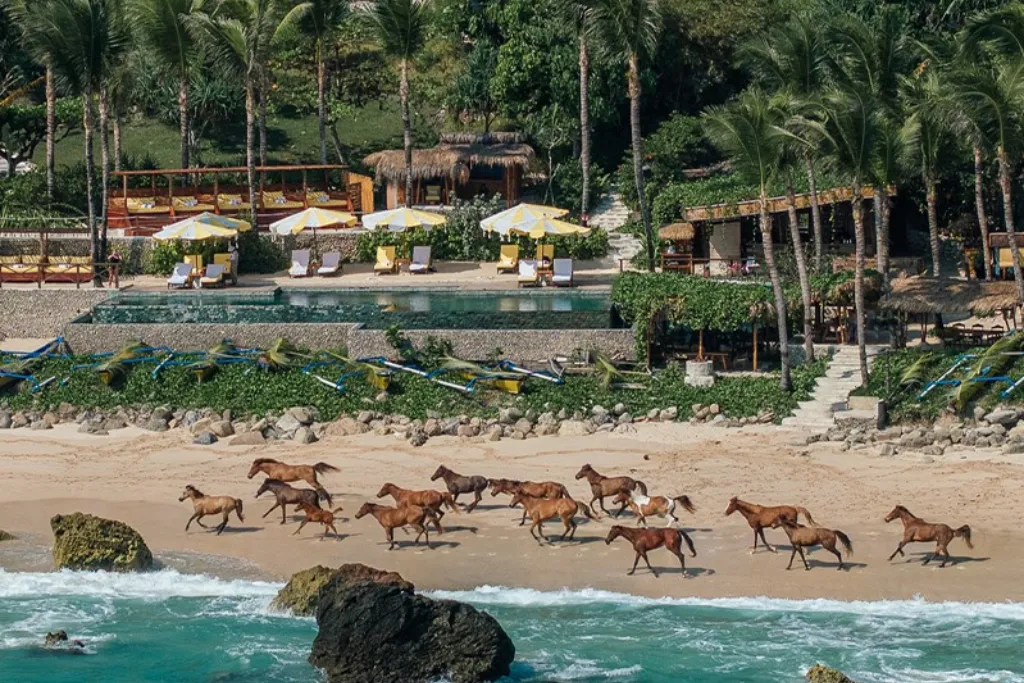 Iconic shot of horses running on the beach in front of the NIHI Sumba luxury resort, the ultimate secluded getaway on Sumba Island. Organize this bespoke luxury travel experience through our Indonesia DMC.