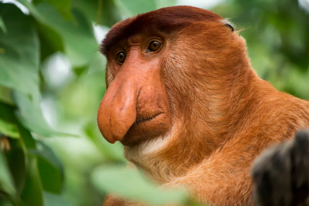 Close-up of a distinctive male Proboscis monkey, a fascinating primate endemic to Borneo wildlife. Explore Indonesia nature and conservation on bespoke Kalimantan tours and ecotourism adventures.