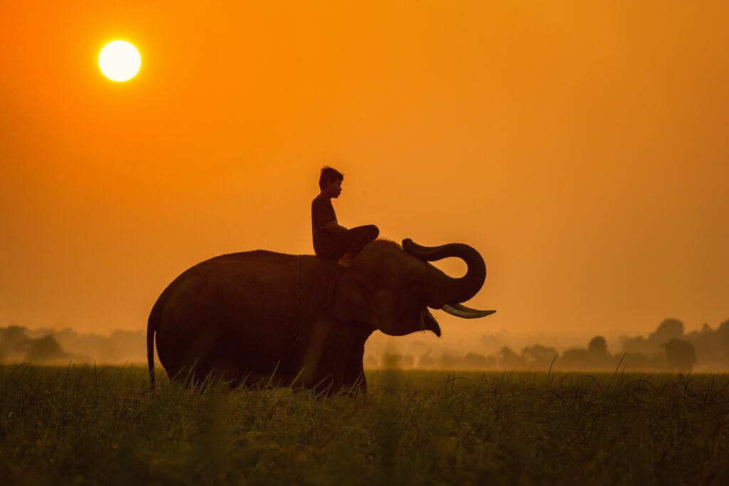 Golden sunset silhouette of a majestic elephant, symbolizing immersive Cambodia travel and wildlife encounters. Book bespoke Cambodia tours and luxury Cambodia holidays with a trusted Cambodia DMC.