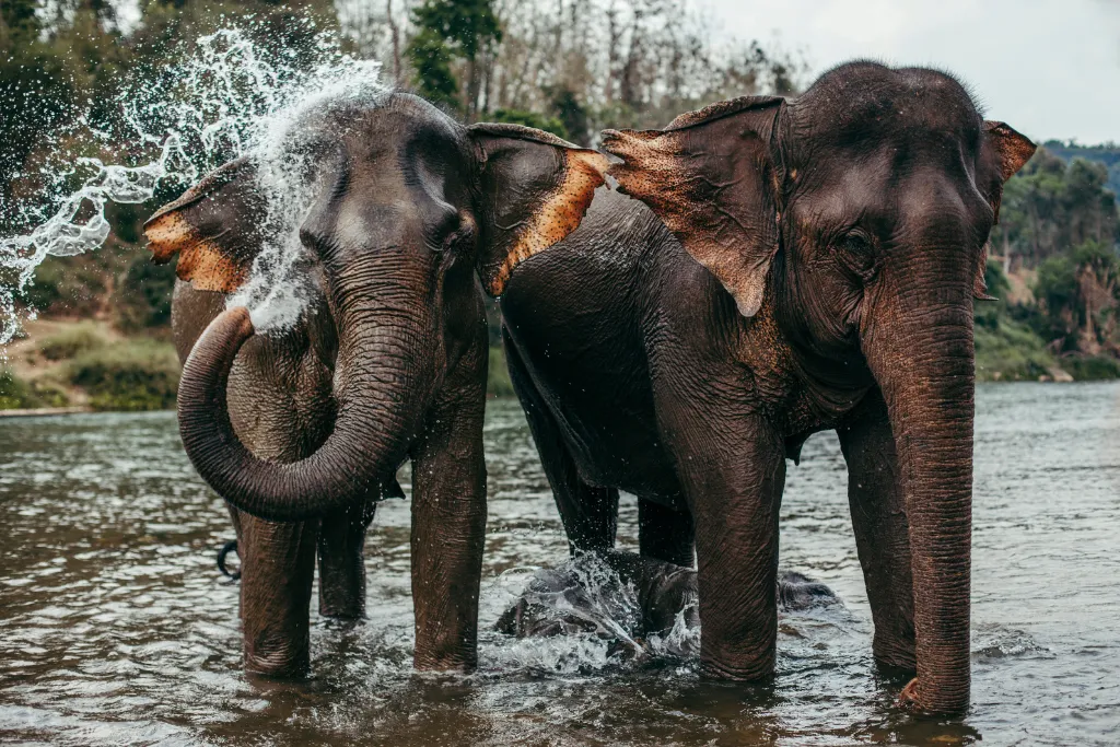 Two elephants bathing and splashing water in a river, representing an ethical wildlife encounter. Book responsible tourism and premium Vietnam wildlife encounters, including ethical elephant tours, for conscious Central Vietnam travel.