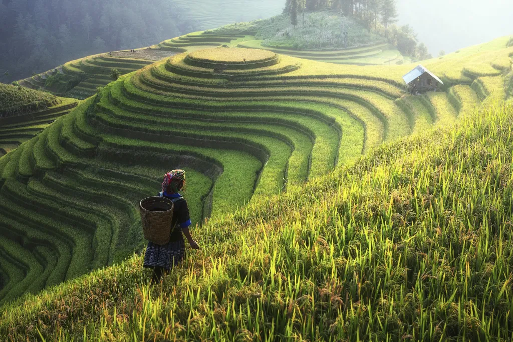 A local hill tribe woman carries a basket through the golden terraced rice fields near Sapa, Northern Vietnam. Experience authentic cultural tours and memorable Vietnam trekking with our specialized Sapa tours.