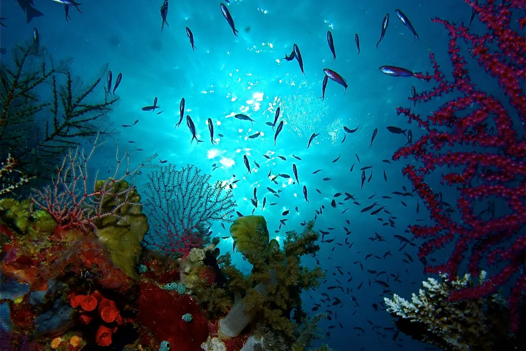 Vibrant underwater view of coral reef and schooling fish in Tubbataha, Philippines. Book luxury scuba diving tours and liveaboard experiences for unforgettable marine travel.