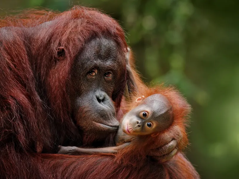 A mother orangutan cradling her baby in the Borneo rainforest, showcasing exclusive wildlife experiences curated by a luxury Malaysia tour operator.