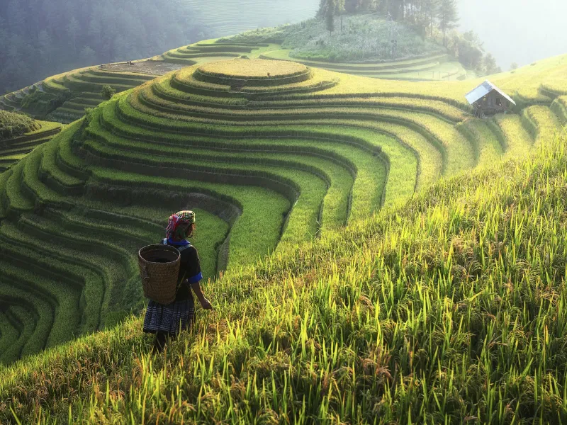 A local woman overlooking the breathtaking, golden Mu Cang Chai rice terraces, showcasing authentic luxury experiences curated by a premier Vietnam DMC.