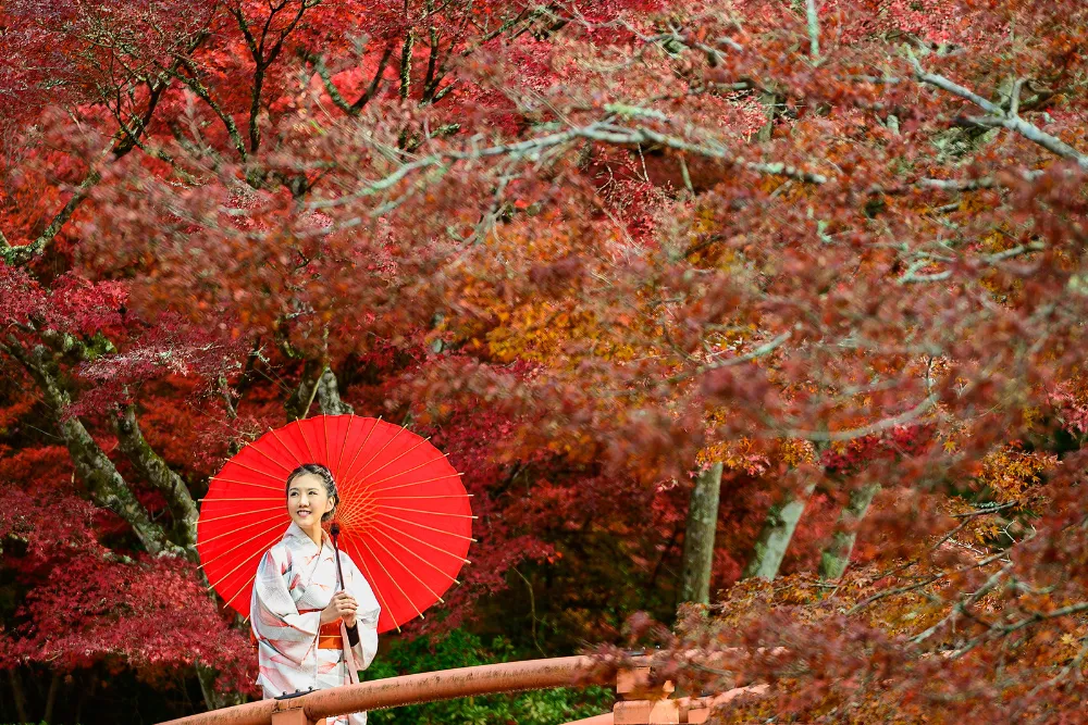 Woman in traditional kimono holding a red umbrella on a bridge surrounded by autumn red maple leaves during a Japan tour by Discovery DMC.