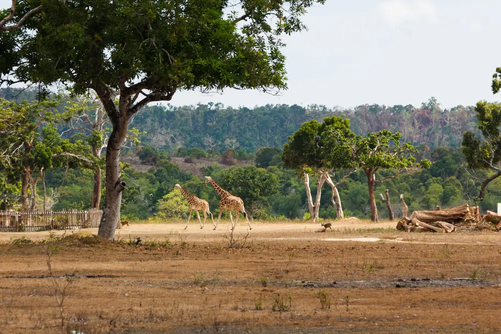 Giraffes walking across the savanna at Calauit Safari Park in Coron, Palawan during a wildlife tour arranged by Discovery DMC.